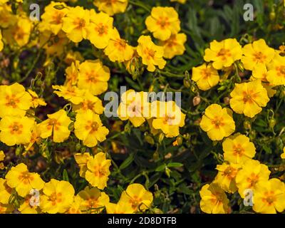 Hübsche gelbe Blüten einer Helianthemum Felsenrosenpflanze in einem Garten, Sorte Ben Fhada Stockfoto