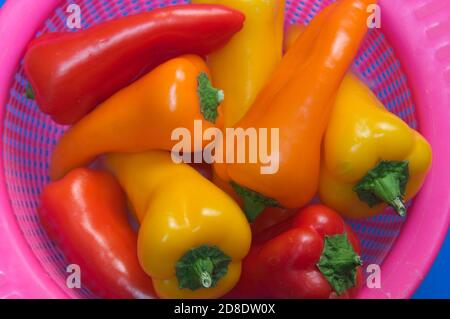 Nahaufnahme eines rosa Korbes mit kleinen roten, gelben und orangen Paprika auf blauem Hintergrund Stockfoto