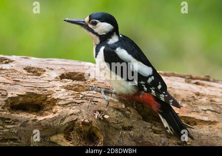 Buntspecht, Dendrocopos Major, auf einer toten Schotten-Kiefer-Filiale, Dumfries & Galloway, Schottland Stockfoto