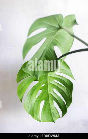 philodendron scandens erde Philodendron Scandens (Herzblatt-Philodendron) ↑ 120 cm – urbanjngl.com main image 1