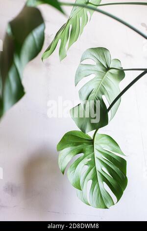 philodendron felix Philodendron Felix