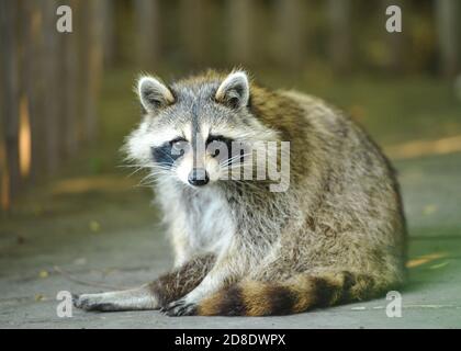 Ein Waschbär sucht und Pflege selbst Stockfoto