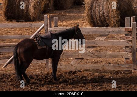 Ein dunkelbraunes Pferd im Harness steht in der Nähe eines Paddocks Mit geernteten Heuhaufen Stockfoto