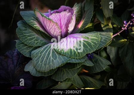 Ein schöner kleiner kunstvoller Zierkohl ist das Highlight dieser Gartencontainer-Kollektion - die sich wie eine Rose öffnet - in den Farben Rosa und Fichte. Stockfoto