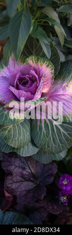 Ein schöner kleiner kunstvoller Zierkohl ist das Highlight dieser Gartencontainer-Kollektion - die sich wie eine Rose öffnet - in den Farben Rosa und Fichte. Stockfoto