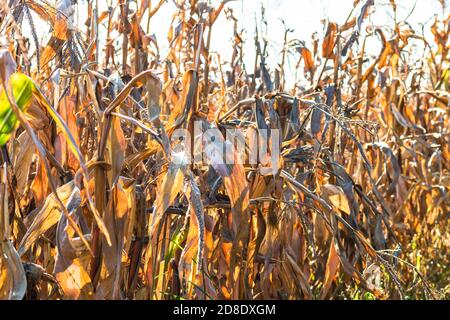 Reife und trockene Maisstiele aus nächster Nähe. Ende der Saison Feld mit goldenen Mais bereit für die Ernte. Stockfoto