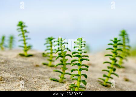 Schöne Aussicht auf das Seesandwort, Honckenya peploides, im Sandstrand an der ostsee Stockfoto