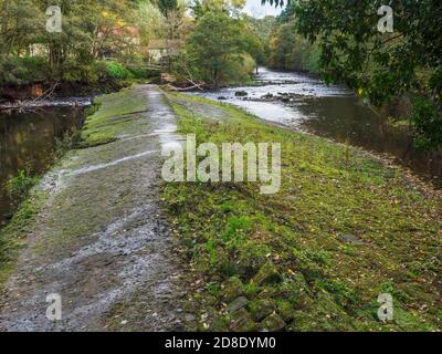 Die Vegetation wächst auf dem durchbrechten Wehr am Fluss Nidd In Bilton Beck Woods in der Nidd Gorge bei Bilton Harrogate North Yorkshire England Stockfoto