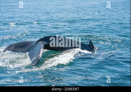 Schwanzflosse der mächtige Buckelwale (Impressionen Novaeangliae) aus dem Boot in der Nähe von Husavik, Island gesehen Stockfoto