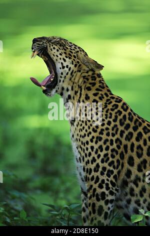 Ein Leopard gähnt nach einer vollen Mahlzeit Stockfoto