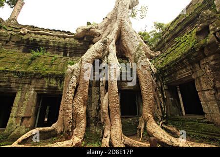 TA Promh Tempel, Angkor Gegend, Siem Reap, Kambodscha Stockfoto