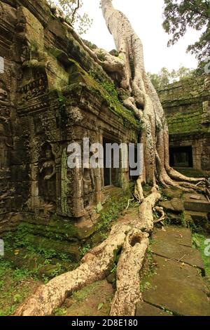 TA Promh Tempel, Angkor Gegend, Siem Reap, Kambodscha Stockfoto