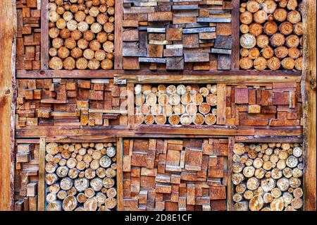 Сlose-up einer gelben Marienkäfer auf einem Zweig auf violettem Hintergrund. Makrofotografie von Marienkäfer. Psyllobora vigintiduopunctata, Coccinelli. Speicherplatz kopieren Stockfoto
