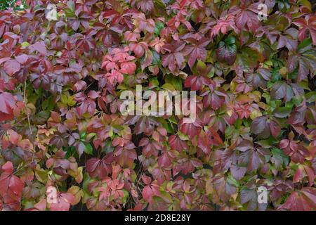 Nahaufnahme von mehrfarbigen Virginia-Kriechblättern im Licht des Herbsttages. Stockfoto