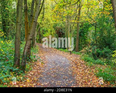 Der Herbst beginnt auf dem Beryl Burton Cycleway im Mackintosh Park In der Nähe von Knaresborough North Yorkshire England Stockfoto