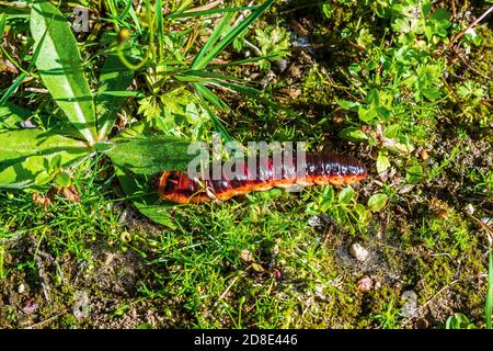 Leuchtend braune Raupe kriecht an einem hellen sonnigen Tag unter grünem Gras auf dem Boden. Stockfoto