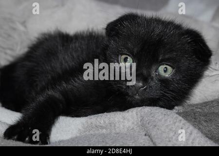 Cute schwarz scottish-fold Kitty ist krank und Angst.Young traurig schwarz Katze liegt auf einer grauen Wolldecke Stockfoto