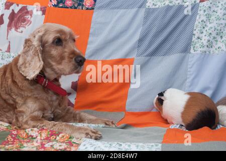 Niedliche rothaarige englische Spaniel spielt mit einem Meerschweinchen zu Hause auf dem Hintergrund einer bunten Patchwork-Quilt. Portrait von Haustieren in einem gemütlichen hellen rustikalen Interieur. Freundliche Haustiere. Das Zusammenspiel verschiedener Tiere. Tiere verschiedener Arten spielen zusammen. Stockfoto