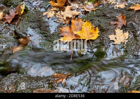 Blackhawk Frühling und Herbstlaub im Crapo Park in Burlington, Iowa Stockfoto