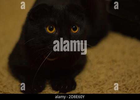 Nette schwarze schottische Falte Katze sieht aufmerksam mit großen gelben Augen. Schwarze Katze mit weißem Schnurrbart Stockfoto