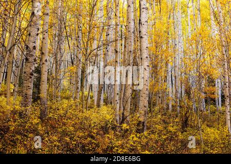 Aspen-Bäume mit Herbstfarben in einem Herbstwald in der Nähe von Rico, Colorado Stockfoto