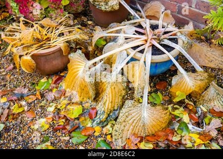 Große gelbe Blätter von sommergrünen Hosta (Kochbananen Lilie) "Sum und Substanz" nach dem Absterben in Herbstfarben in einem Garten in Surrey, Südostengland Stockfoto