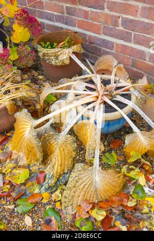 Große gelbe Blätter von sommergrünen Hosta (Kochbananen Lilie) "Sum und Substanz" nach dem Absterben in Herbstfarben in einem Garten in Surrey, Südostengland Stockfoto