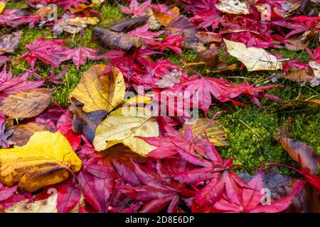 Gemischte nassgestürzte Blätter, roter Acer palmatum japanischer Ahorn und gelbe Buche, in satten Herbstfarben auf einer Wiese in einem Garten in Surrey, Südostengland Stockfoto