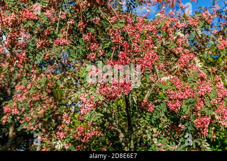 Rosa Berried Eberesche (Bergasche) Baum, Sorbus vilmorinii, mit charakteristischen rosa Beeren im Herbst wächst in Petworth Park, Arundel, West Sussex Stockfoto