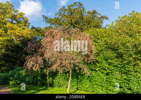 Rosa Berried Eberesche (Bergasche) Baum, Sorbus vilmorinii, mit charakteristischen rosa Beeren im Herbst wächst in Petworth Park, Arundel, West Sussex Stockfoto