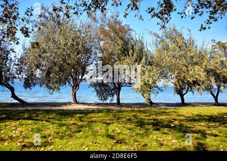 Einsame, verzweigte Oleasterbäume gegen den blauen Himmel am Meer im Herbst. Silber Olivenbäume im Park. Elaeagnus angustifolia, russische Olive, persische Olive Stockfoto