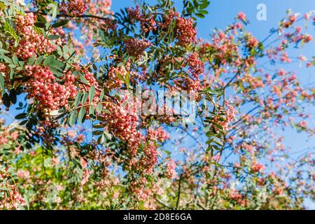 Rosa Berried Eberesche (Bergasche) Baum, Sorbus vilmorinii, mit charakteristischen rosa Beeren im Herbst wächst in Petworth Park, Arundel, West Sussex Stockfoto