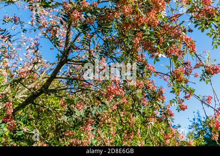 Rosa Berried Eberesche (Bergasche) Baum, Sorbus vilmorinii, mit charakteristischen rosa Beeren im Herbst wächst in Petworth Park, Arundel, West Sussex Stockfoto