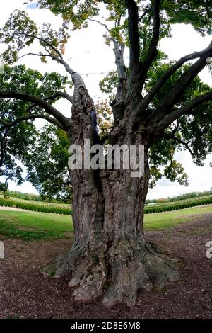 Fonthill Ontario Canada, der Comfort Maple, einer der ältesten Bäume Kanadas, der über 450 Jahre alt ist. Stockfoto