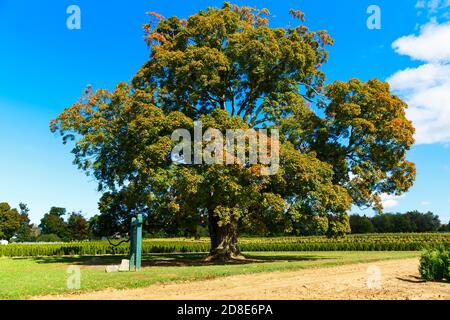 Fonthill Ontario Canada, der Comfort Maple, einer der ältesten Bäume Kanadas, der über 450 Jahre alt ist. Stockfoto