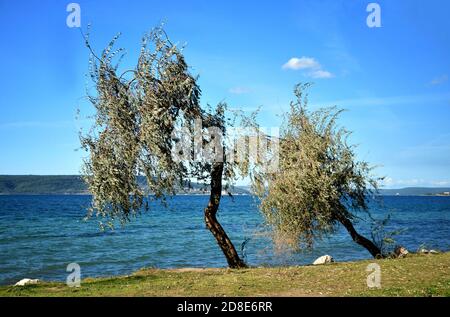 Einsame, verzweigte Oleasterbäume gegen den blauen Himmel am Meer in der Herbstsaison. Doppelbäume. Elaeagnus angustifolia, russische Oliven, persische Olivenbäume. Stockfoto