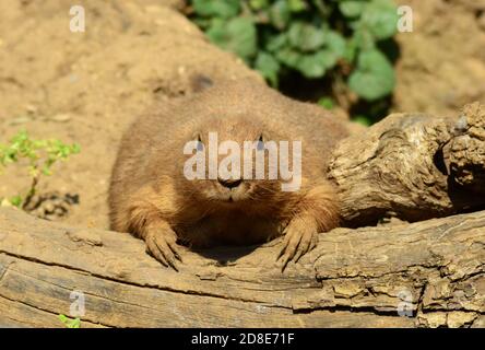 Priairie Hund, große gravierende Nagetier saß auf Holzbalken liegend. Stockfoto