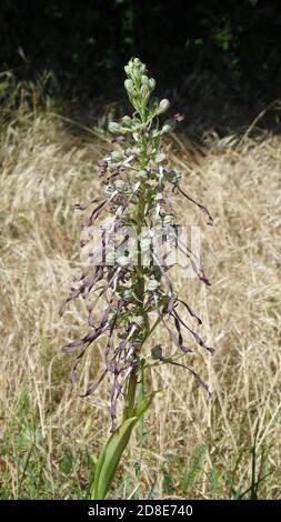 Eidechse Orchidee Himantoglossum hircinum auf Kreide Grünland, Straßenrand Großbritannien Stockfoto