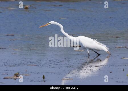 Ein Reiher wagt langsam durch einen flachen Teich auf der Suche nach Nahrung. Stockfoto