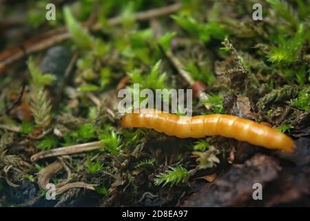 Klicken Sie auf Käfer Larva Alaus oculatus. Wireworm - Larven von Agriotes eine Käferart aus der Familie der Elateridae. Stockfoto