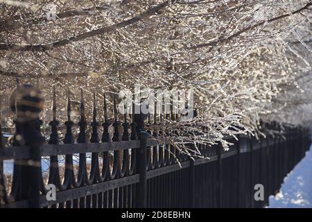 Weißer Frost auf Ästen von Abies im Stadtpark Im Winter über dem schwarzen Zaun hängen Stockfoto