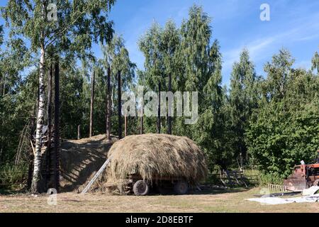 Heuhaufen ist auf Holzwagen ist auf ländlichen Hinterhof in Ein Sommerwald Stockfoto