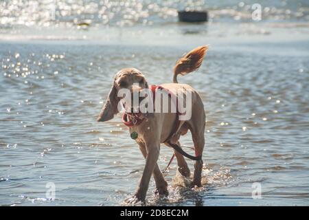 cocker Spaniel Haustier in einem roten Kragen läuft entlang der flachen Fluss. Lustige Hund mit großen Ohren und Schwanzbürste. Outdoor-Aktivitäten in einem angenehmen Sommerabend Stockfoto