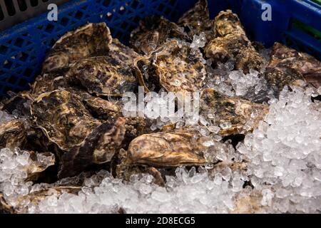 Großbritannien, Kent, Whitstable, Hafen, Seafood Stall, Fresh Rock (Pazifik) Austern auf dem Display Stockfoto