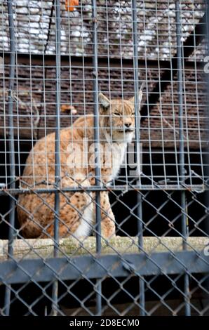 Wilde rote Katze in einem Käfig im Zoo selektiv Fokus Stockfoto