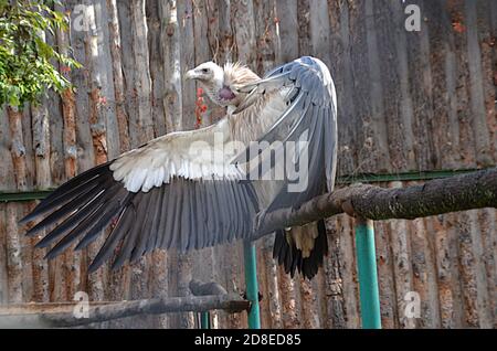 Wildvogel Schnitzler auf einem Zweig im Zoo selektiv Fokus Stockfoto