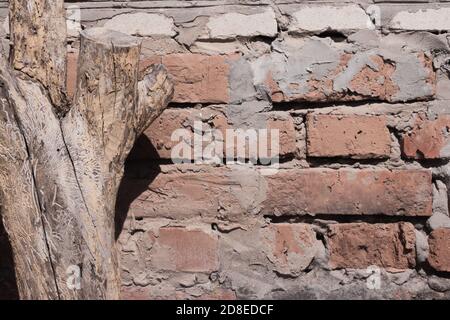 Rohes altes zerbröckelndes orangefarbenes Mauerwerk. Eine Wand aus alten gebrochenen roten Ziegeln und grauem Zement. Getrockneter Baumstumpf ohne Rinde im Vordergrund. Retro rauer Hintergrund mit Kopierraum Stockfoto