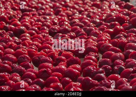 Rote Kirschen Beeren werden in der Sonne getrocknet. Traditionelle lokale vegetarische vegane süße natürliche Dessert. Authentische Bauernmarkt Öko-Essen. Hintergrund von leuchtend roten Burgund lecker appetitlich Kirschen Beeren Stockfoto