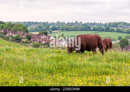 Herde von Kühen, die auf Farthing Downs grasen, einem Gebiet von Freiflächen im Besitz der Stadt, das Teil des grünen Gürtellandes im Süden von London ist. Stockfoto