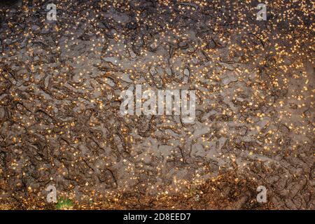 Abdruck von vielen Schuhen auf Schlamm mit Kopierraum. Fußabdrücke im Schlamm. Regenwetter Hintergrund.Fußnote auf dem Dschungelpfad. Schmutzige, nasse Fußgängerstraße Stockfoto